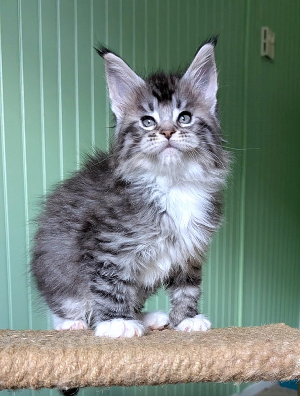 Zion Monterini - Кошеня мейн-кун 1 місяць 2,5 тижні