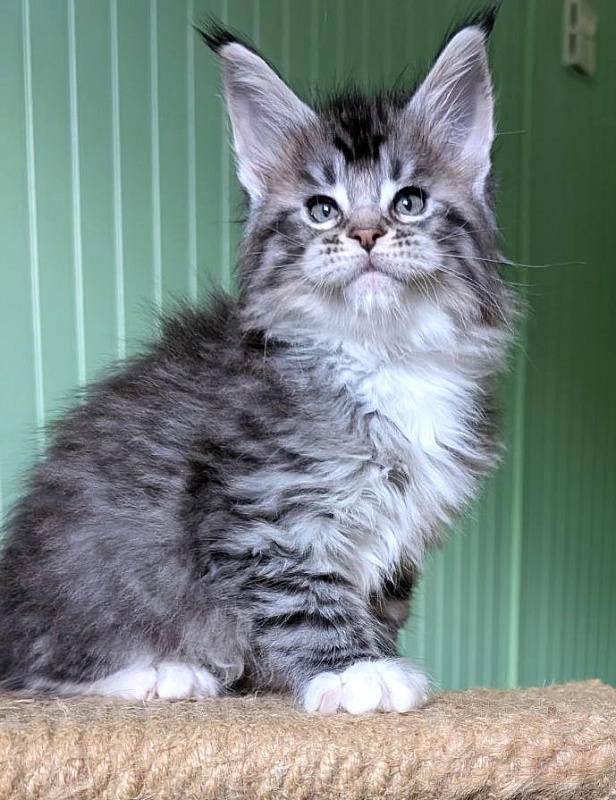 Zion Monterini - Кошеня мейн-кун 1 місяць 2,5 тижні