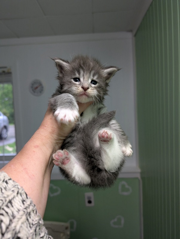 Zummi Monterini - Кошеня мейн-кун 3,5 тижні