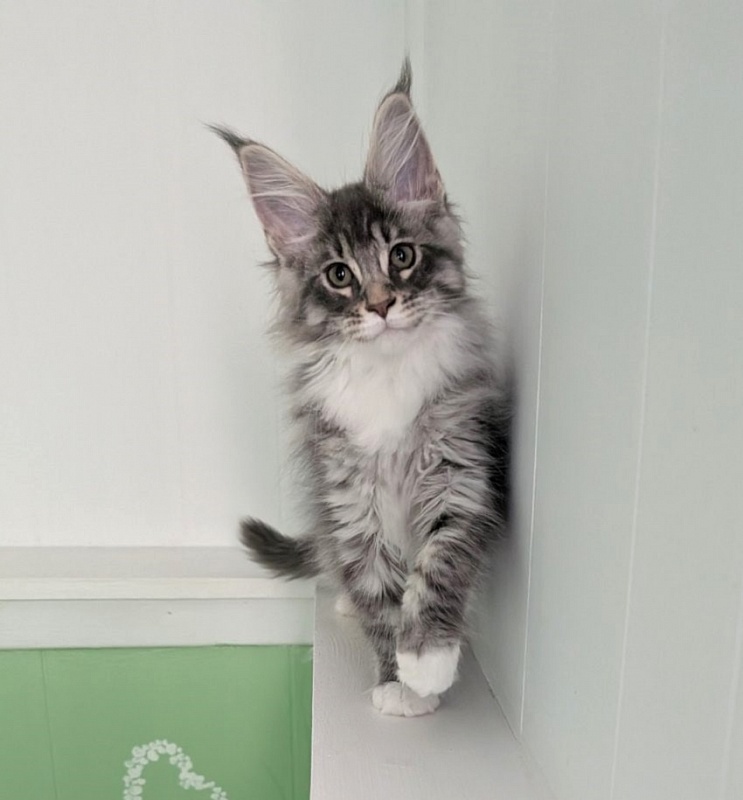 Zummi Monterini - Кошеня мейн-кун 2 місяця 3 тижні