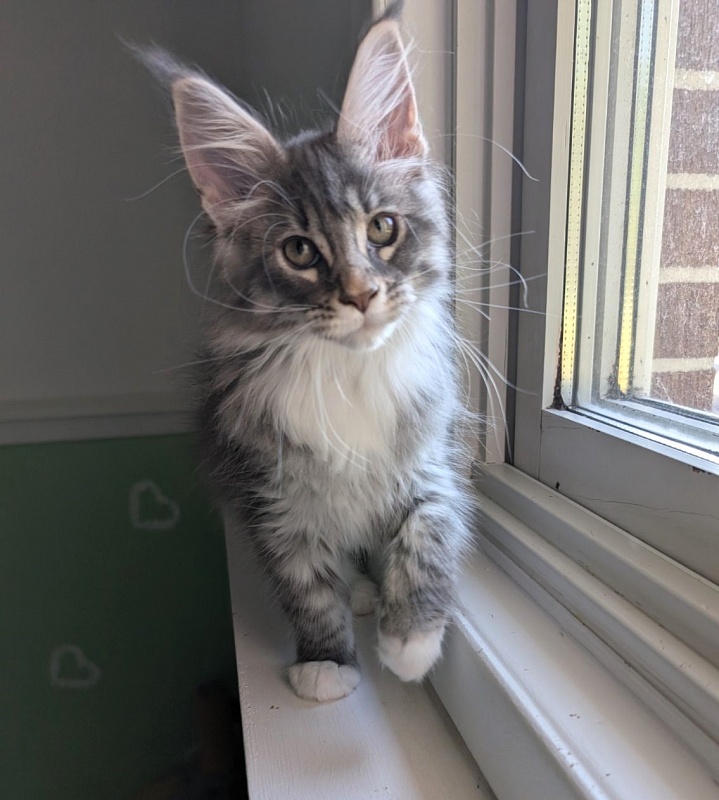 Zummi Monterini - Кошеня мейн-кун 2 місяця 3 тижні