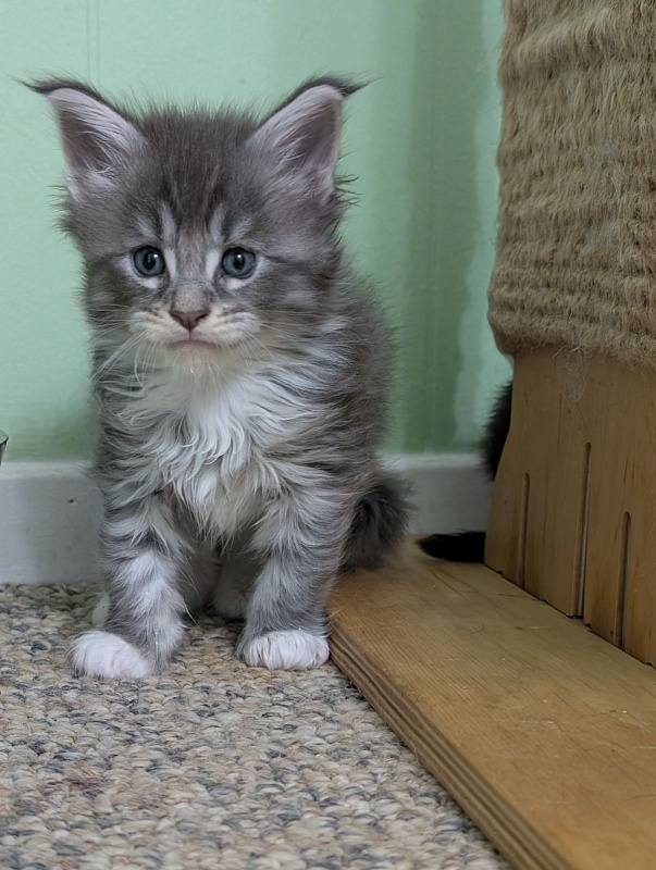 Zummi Monterini - Кошеня мейн-кун 1 місяць 1 тиждень