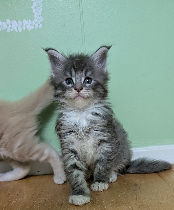 Zummi Monterini - Кошеня мейн-кун 1 місяць 1 тиждень