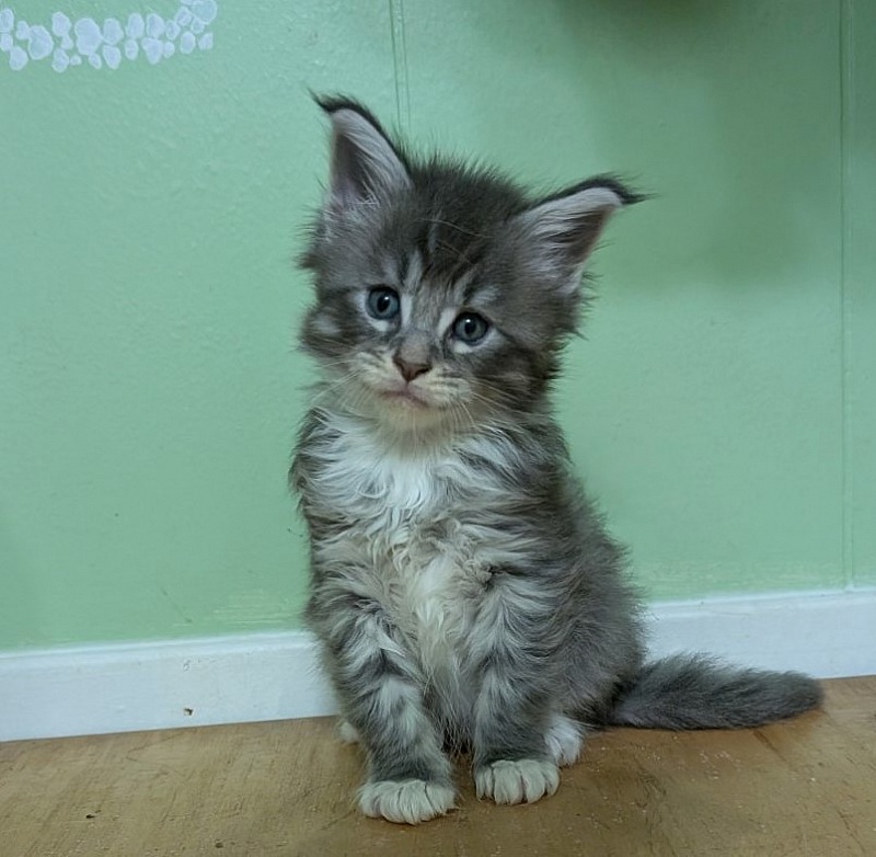 Zummi Monterini - Кошеня мейн-кун 1 місяць 1 тиждень