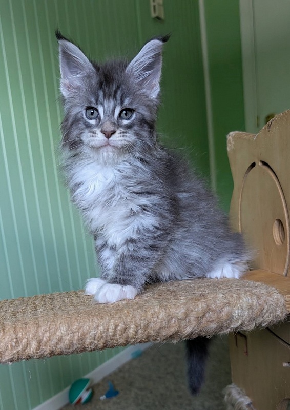 Zummi Monterini - Кошеня мейн-кун 1 місяць 2,5 тижні