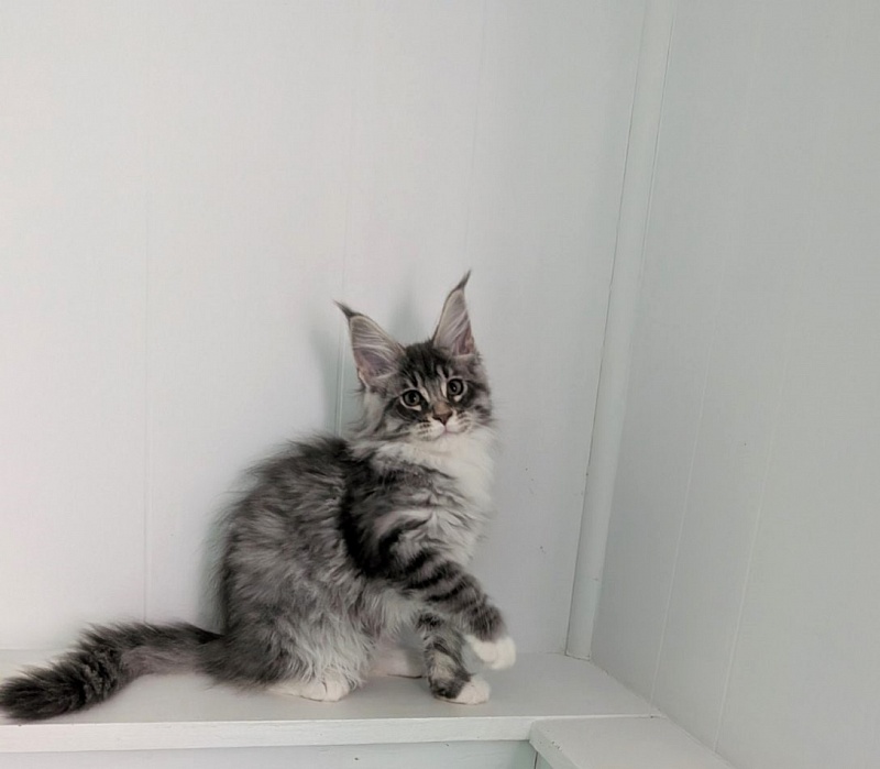 Zummi Monterini - Кошеня мейн-кун 2 місяця 3 тижні