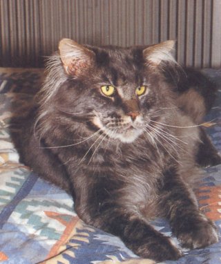 MtKittery Bemis - maine-coon