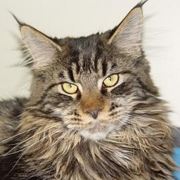 It's Wildcat Ken Koon